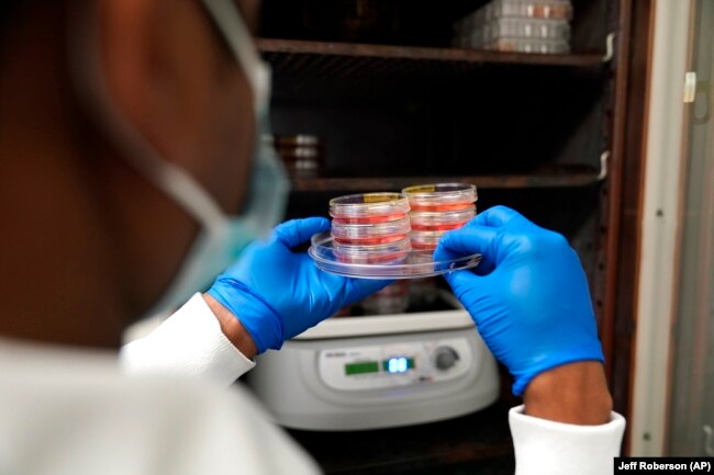 Researcher Dr. Ramachandran Prakasam holds stem cells used in the study of a rare form of autism linked to a genetic mutation in the MYT1L gene inside a Washington University lab in St. Louis. (AP Photo/Jeff Roberson)