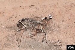 Animal carcasses, such as this one of a dead goat, are scattered across Puntland as starvation and disease overtake livestock population, in Puntland, Somalia, March 24, 2017. (N. Wadekar/VOA)