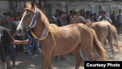 Kuda Sandel Sumba kerap menjadi incaran penggila kuda di seluruh dunia. (Courtesy: Max FM Waingapu)