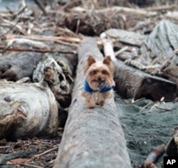 This little Yorkshire terrier could use a friend, if not an outright rescue.