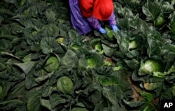 FILE - A farmworker picks cabbage before dawn in a field outside of Calexico, California, March 6, 2018.