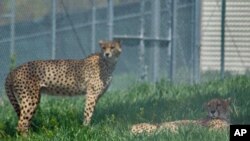 The National Zoo opened a cheetah science facility in 2007 at its conservation center in Front Royal, VA. Cheetahs are considered vulnerable.