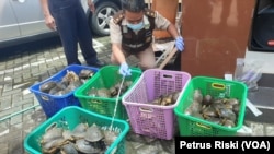 Ratusan kura-kura Ambon diselundupkan ke Surabaya dari Makassar. (Foto: VOA/Petrus Riski)