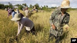 Cambodian farmers cut rice at a rice paddy farm during the harvest season at Sala Kumrou, Puresat province.