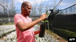 Plantes et une serre à l'Institut mozambicain pour la promotion de la noix de cajou à Nassuruma, au nord du Mozambique, le 10 mars 2018.