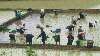 ລາວຈະຜະລິດເຂົ້າ ໃຫ້ໄດ້ເຖິງ 4.15 ລ້ານໂຕນໃນປີ 2015