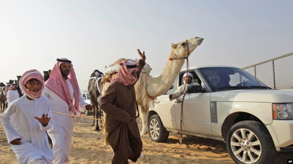 In this Saturday Dec. 25, 2010 photo Arab men runs with an Asayel (pedigree) camel during the final day of Mazayin Dhafra Camel Festival on the outskirts of Zayed City about 120 kms south west of Abu Dhabi, United Arab Emirates, Saturday Dec. 25, 2010. (AP Photo/Kamran Jebreili)