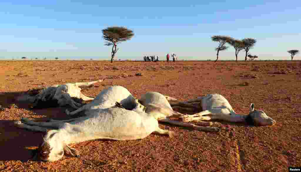 소말리아 북동부 다하르의 마른 들판에서 폐사된 염소들 주위로 이재민들이 몰려들고 있다.