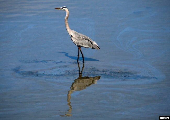 Um pássaro caminha por uma pequena mancha de óleo no Canal de Talbert depois que um grande derramamento de óleo na costa da Califórnia desembarcou em Huntington Beach, Califórnia, EUA, 3 de outubro de 2021. (REUTERS / Gene Blevins)