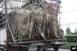 Livestock getting evacuated from a farm on the outskirts of Bangkok, Thailand is stuck in traffic. – VOA Photo G. Paluch