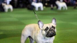 FILE - In this Feb. 16, 2015, file photo, a French bulldog competes at the Westminster Kennel Club show in New York. The French Bulldog is among the top ten popular breeds for 2020. (AP Photo/Seth Wenig, File)