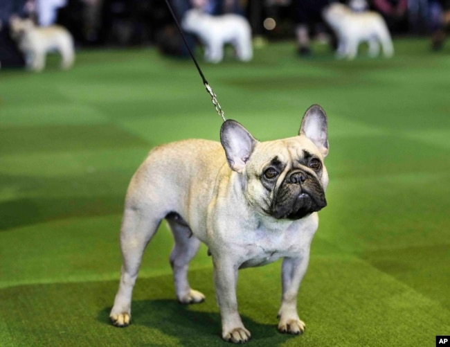 FILE - In this Feb. 16, 2015, file photo, a French bulldog competes at the Westminster Kennel Club show in New York. The French Bulldog is among the top ten popular breeds for 2020. (AP Photo/Seth Wenig, File)