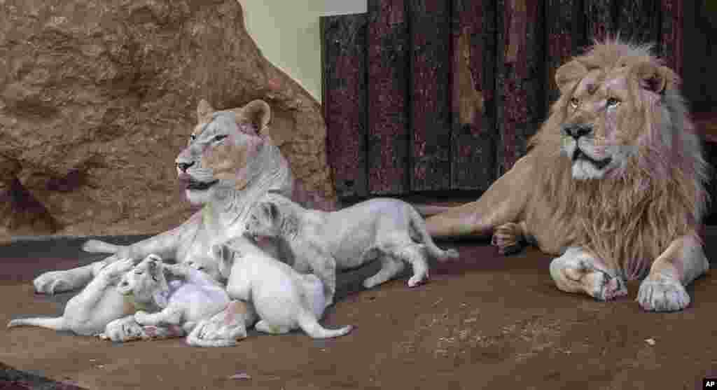 عکس خانوادگی چهار توله شیر سفید با مادر و پدرشان در باغ وحشی در شهر ماگدبورگ آلمان. &nbsp; 