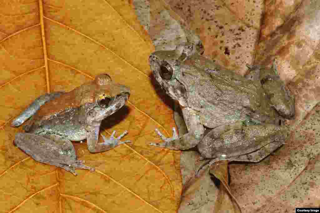 Unlike other frogs, this new species (male left, female right) from Indonesia&rsquo;s Sulawesi Island does not lay fertilized eggs nor give birth to tiny froglets. Limnonectes lavaepartus has internal fertilization and gives birth to tadpoles that are deposited in pools of water. (Jimmy A. McGuire)