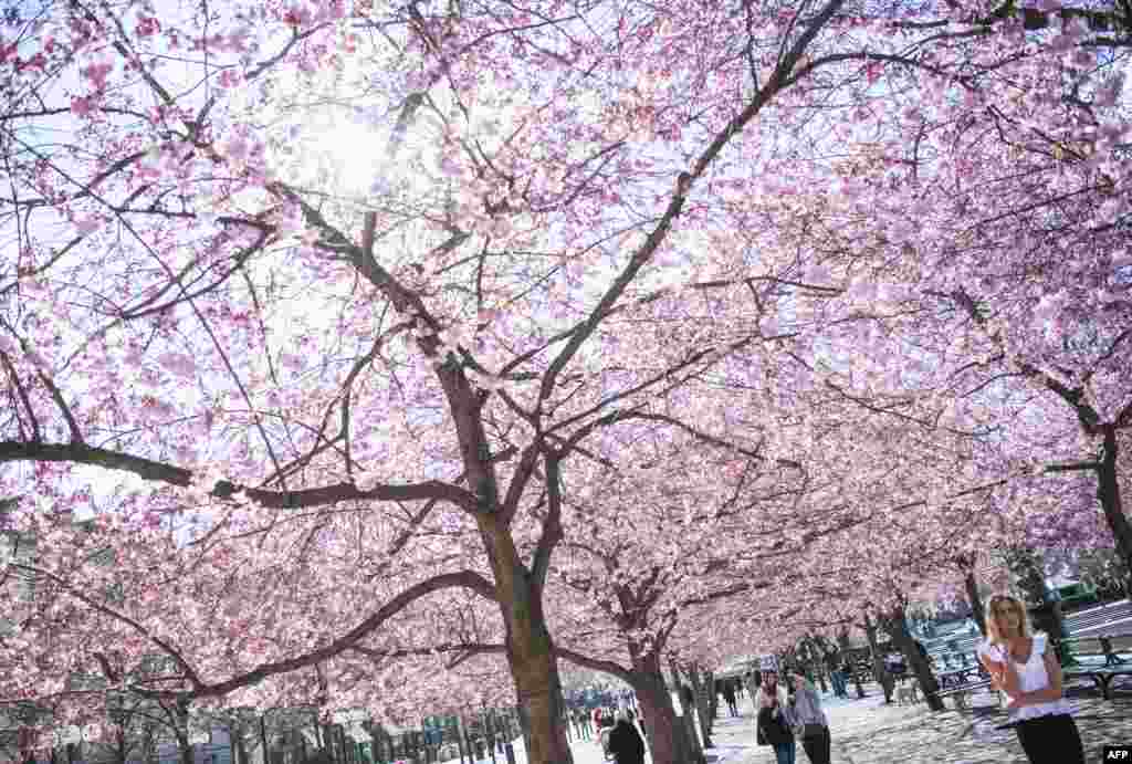 تصویری از شکوفه های گیلاس در استکهلم &nbsp;