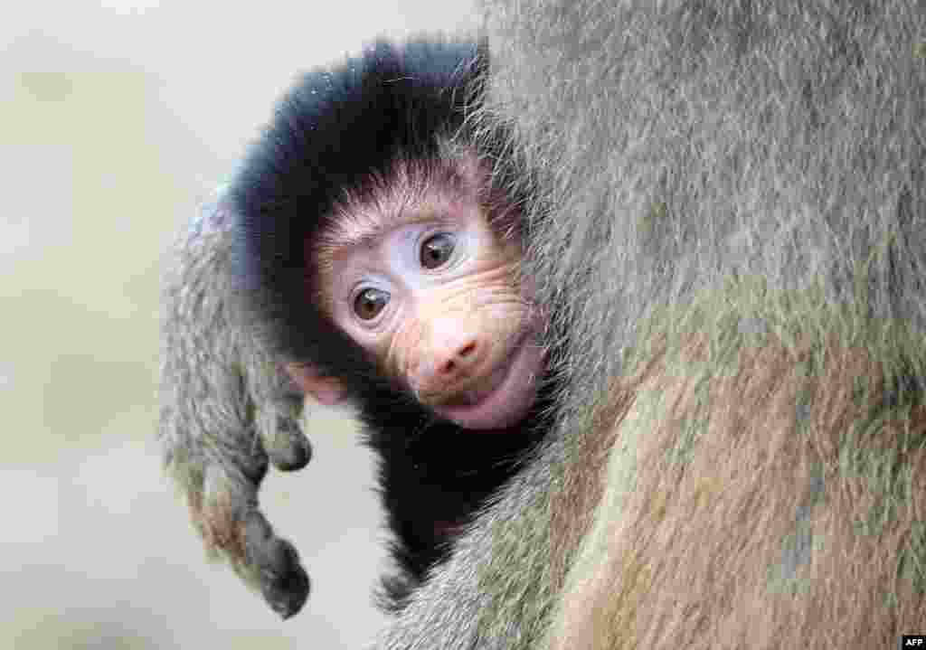A young Hamadryas baboon is carried by its mother in Berlin's zoo, Germany.