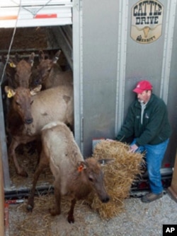 Conservation Commissioner Chip McGeehan helps unload Missouri’s first elk from the truck that brought them from Kentucky to their new home at Peck Ranch Conservation Area.