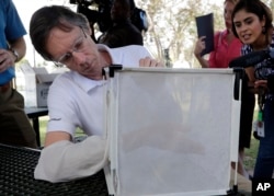 Bill Petrie, director of Miami-Dade County Mosquito Control, places his hand inside a box containing Wolbachia-infected male mosquitoes, in South Miami, Florida, Feb. 8, 2018.