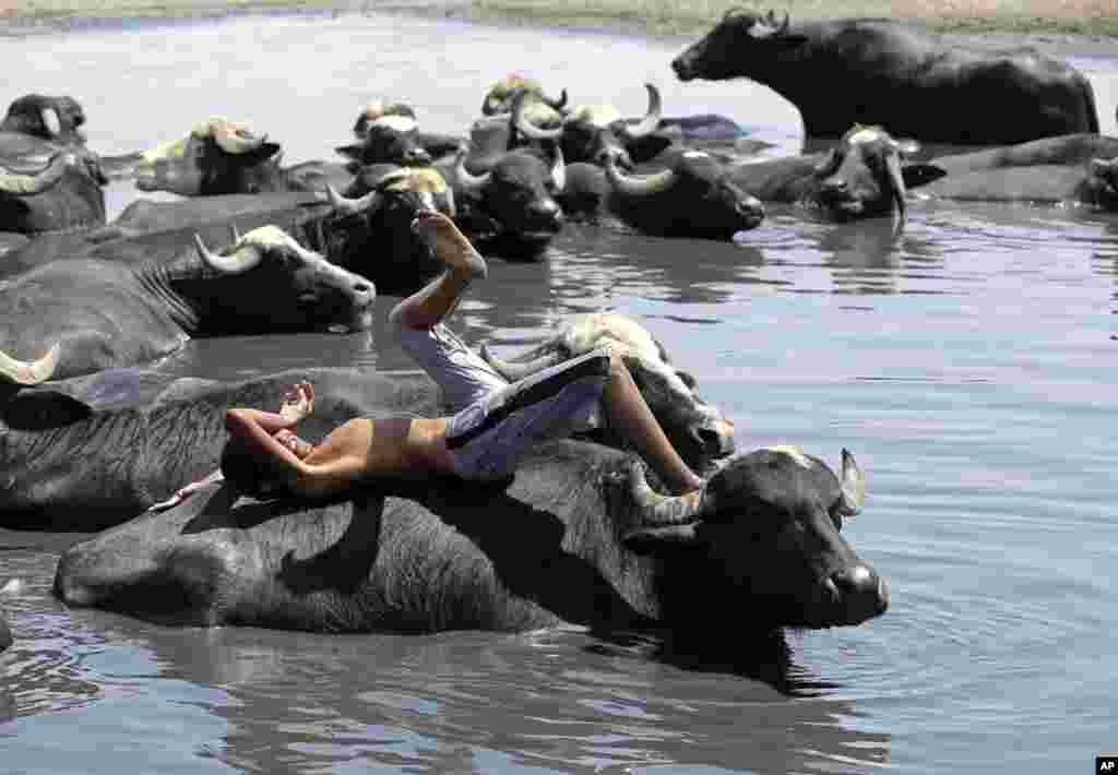 A boy rests on the back of a water buffalo in the Diyala River in Baghdad, Iraq.