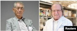 A combination photo shows Ph.D. James P. Allison of MD Anderson Cancer Center at The University of Texas in this picture obtained from MD Anderson Cancer Center (R) and Kyoto University Professor Tasuku Honjo in Kyoto, in this photo taken by Kyodo.