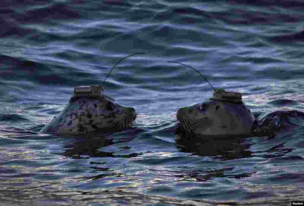 A pair of harbor seals wearing satellite linked transmitters on their heads face each after being released into the waters of Howe Sound in Porteau Cove, British Columbia, Nov. 20, 2013. Wearing the transmitters will help track their movements after their release.