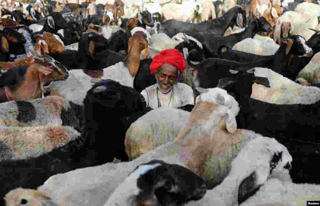 A man milks goats in a village in Jalore, India, April 6, 2018.