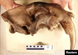 A partially fossilized jaw from an adult Smilodon fatalis saber-toothed cat showing a fully erupted canine is pictured in this undated handout photo courtesy of the American Museum of Natural History, July 1, 2015.