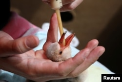 A rescued lesser flamingo chick is fed after being moved from Northern Cape province to the SANCCOB rehabilitation center in Cape Town, South Africa, Jan. 30, 2019.