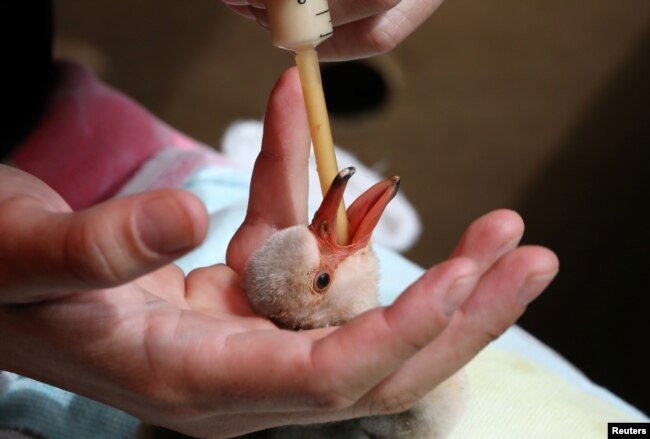 A rescued lesser flamingo chick is fed after being moved from Northern Cape province to the SANCCOB rehabilitation center in Cape Town, South Africa, Jan. 30, 2019.