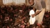 Résurgence de la grippe aviaire au Niger: près de 5000 têtes de volaille décimées