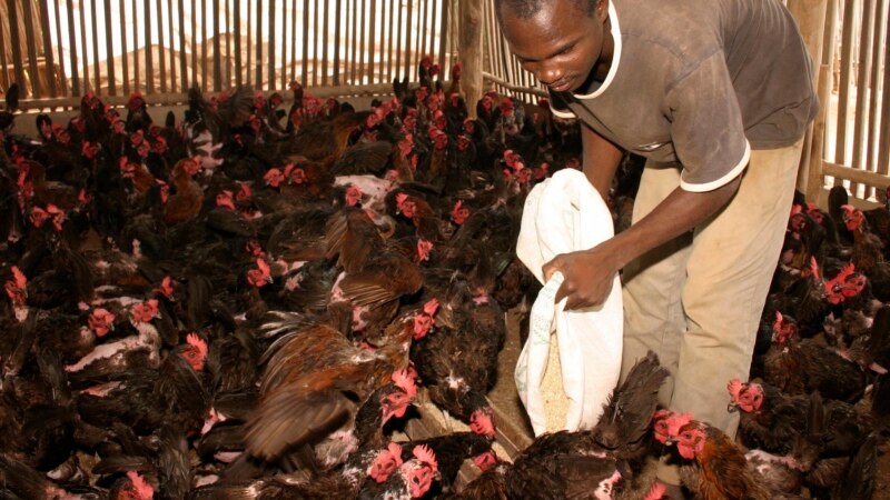 Résurgence de la grippe aviaire au Niger: près de 5000 têtes de volaille décimées