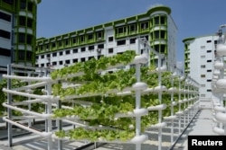 Organic vegetables are seen on growing towers that are primarily made out of polyvinyl chloride (PVC) pipes at Citiponics' urban farm on the rooftop of a multi-storey carpark in a public housing estate in western Singapore April 17, 2018. (REUTERS/Loriene