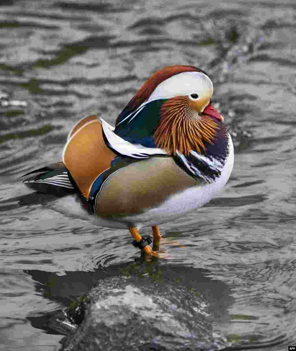 The now famous Mandarin Duck, nicknamed Mandarin Patinkin, makes an appearance on at a pond in Central Park in New York, Nov. 27, 2018.