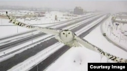 Snowy Owl captured by a traffic camera in Quebec, Canada.