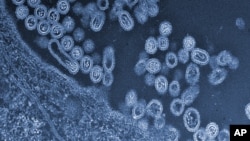 This undated handout image provided by Science and the University of Tokyo shows infectious particles of the avian H7N9 virus emerging from a cell.