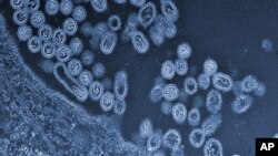 This undated handout image provided by Science and the University of Tokyo shows infectious particles of the avian H7N9 virus emerging from a cell.