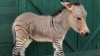 สวนสัตว์ในไครเมียต้อนรับสมาชิกสายพันธุ์ใหม่เป็นม้าลายผสมลา (Zonkey) ชื่อเทเลกราฟ