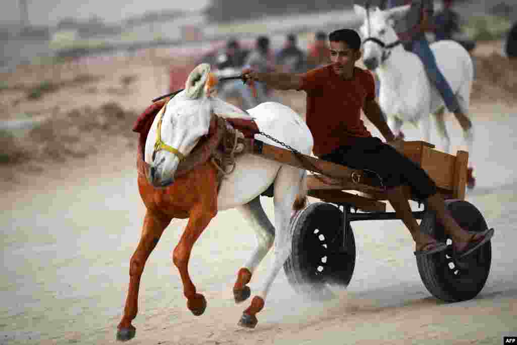 Seorang pria Bahrain menaiki kereta yang ditarik oleh keledai saat ikut lomba setempat di desa Saar, sebelah barat ibukota Manama.