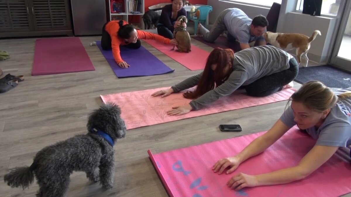 Doga — Yoga with Your Dog