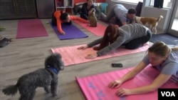 Doga helps create a stronger bond between the pet parent and pup.