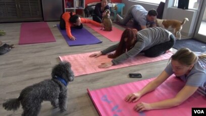 Yoga with Puppies - Pets Yoga - London - Labrador Retrievers