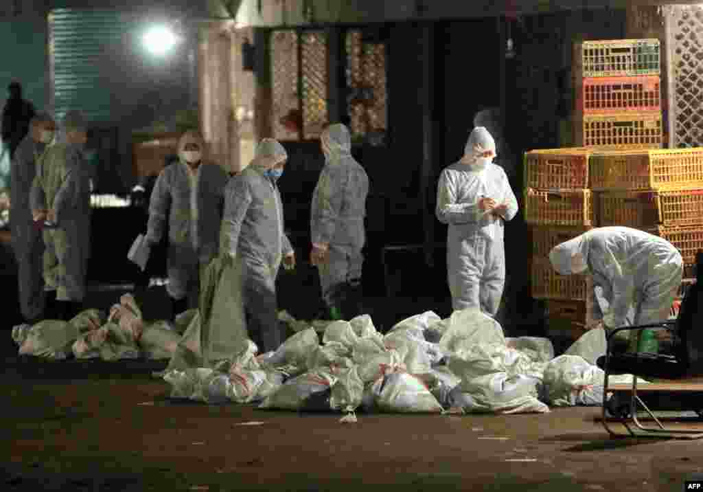 Chinese health workers collect bags of dead chickens at Huhuai wholesale agricultural market in Shanghai.