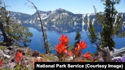 Wildflowers bloom around Crater Lake