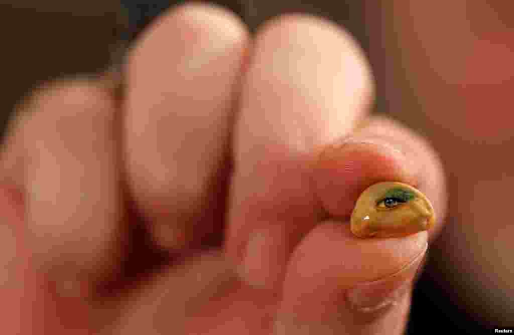 Turkish micro artist Hasan Kale displays one of his art work on a pine nut at his office in Istanbul.