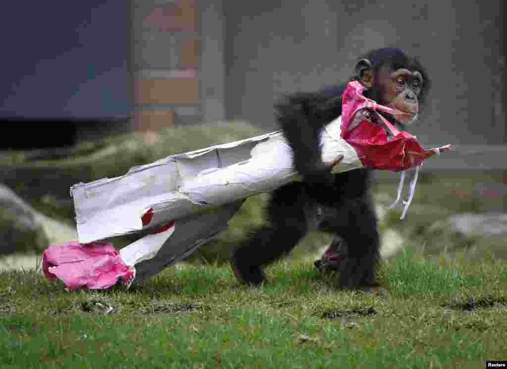 A 13-month-old chimpanzee named Fumo carries a Christmas present of food treats during a Christmas-themed feeding time at Sydney&#39;s Taronga Park Zoo, Australia.