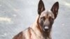 بازداشت یک مرد در نیوهمپشایر به اتهام گازگرفتن سگ پلیس 