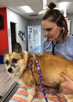 Veterinarian Veronica Jarvinen, owner of EMMAvet, an urgent care center in Alexandria, Virginia. During the pandemic the clinic has been overwhelmed with pets needing urgent medical attention. (Courtesy - EMMAvet)