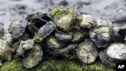 Podmladak kamenica kao pokazatelj zakiseljavanja oceana