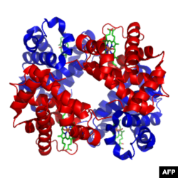 Hình 2: Phân tử Hemoglobin với 2 alpha globin và 2 betaglobin (Wikipedia)