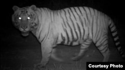 A tiger’s eyes glow during the night on the same foot paths and roads humans use during the day to collect wood and grasses. (Center for Systems Integration and Sustainability, Michigan State University)